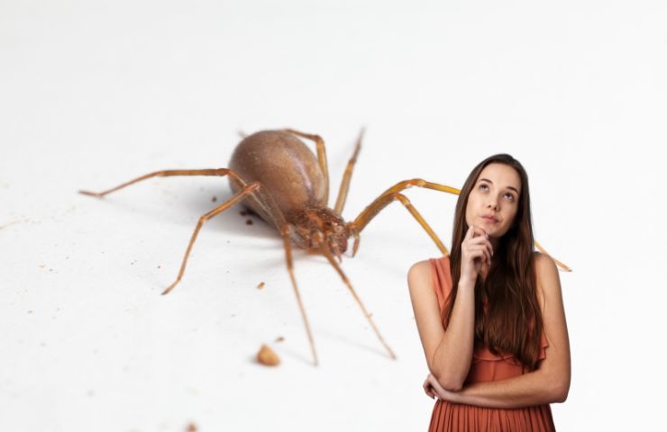 ragno violino e una ragazza dubbiosa