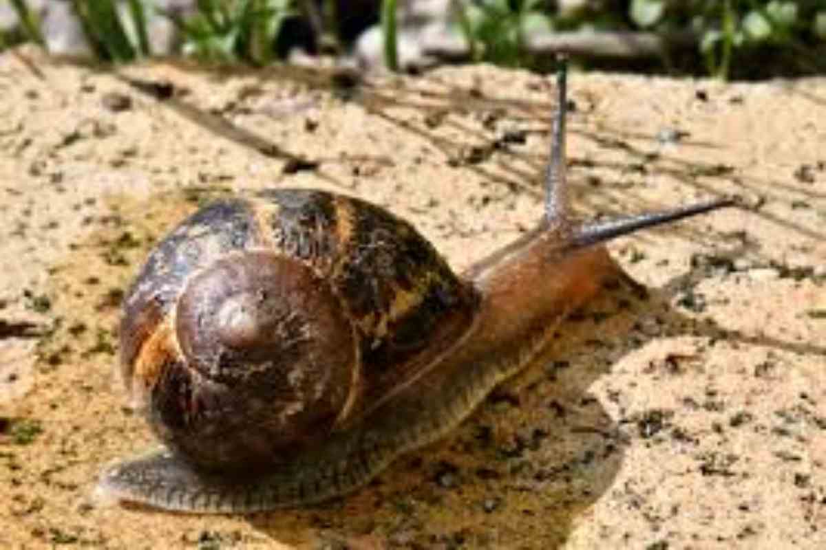 lumaca