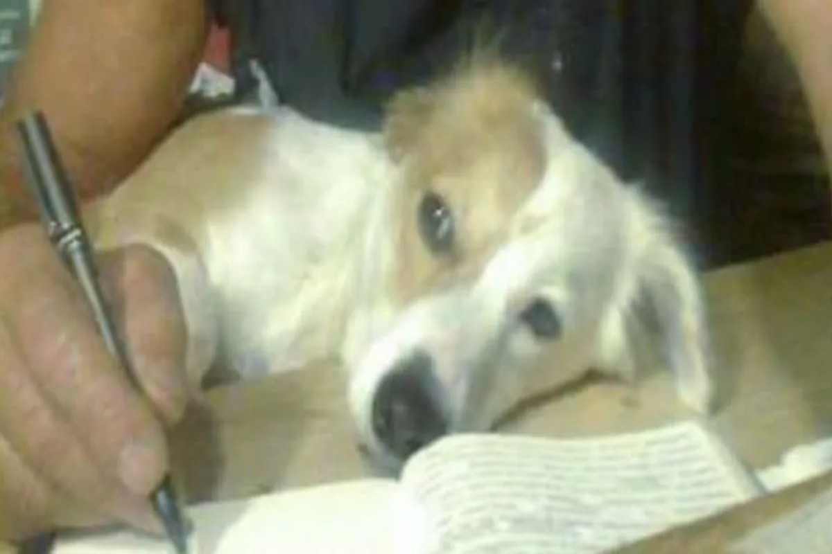 cane Mauro Corona