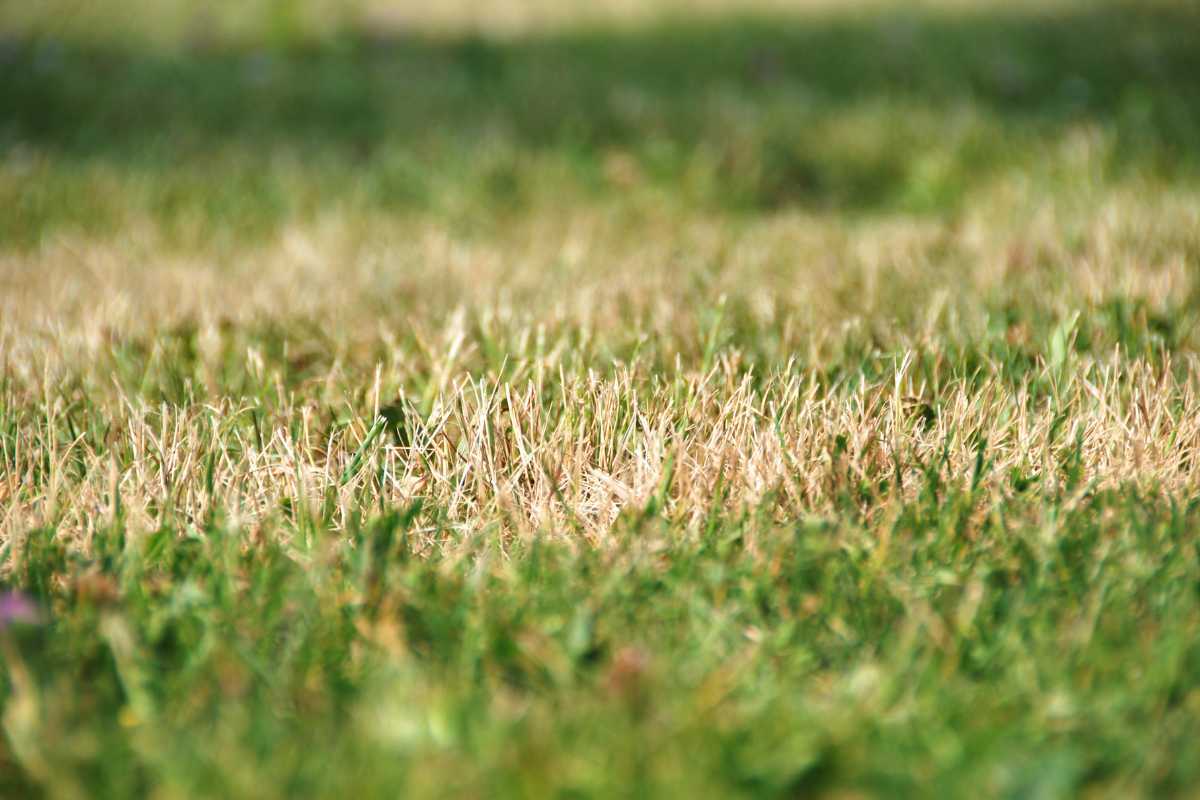 immagine di un giardino con dell'erba secca
