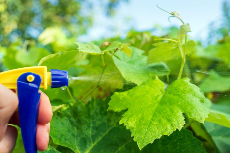 mano che spruzza dei rimedi naturali su delle foglie