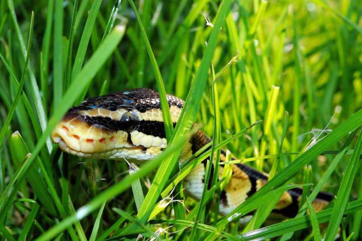 serpente nel mezzo di un prato 